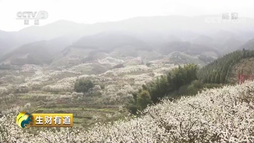 生财有道 《生财有道》 20190419 咱们家乡春天美 广西灌阳：满眼花海迎春财