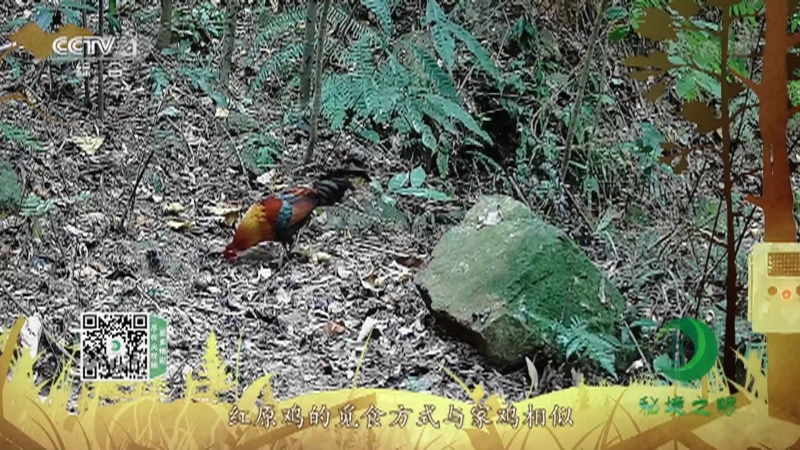 《秘境之眼》 红原鸡 20211104