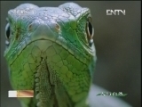 《人与自然》 20121203 自然启示 绿鬣蜥