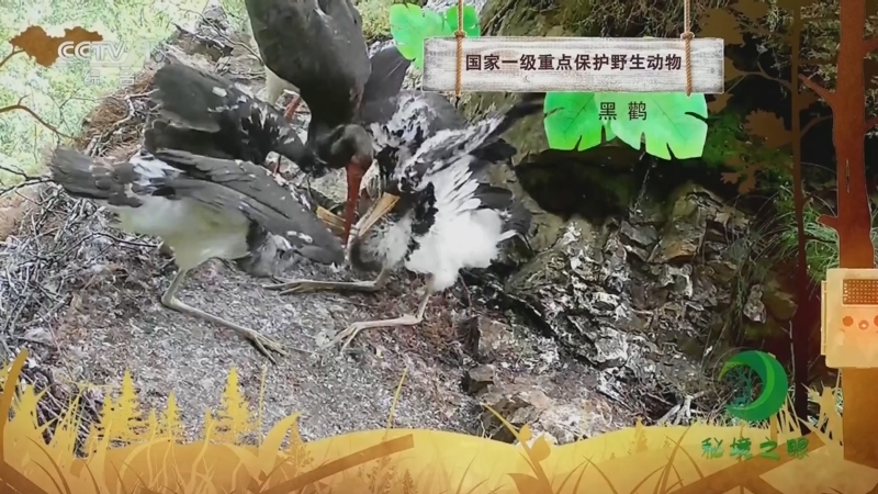 秘境之眼 《秘境之眼》 黑鹳 20230804