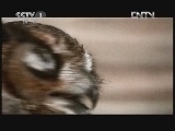 动物世界 《动物世界》 20120901