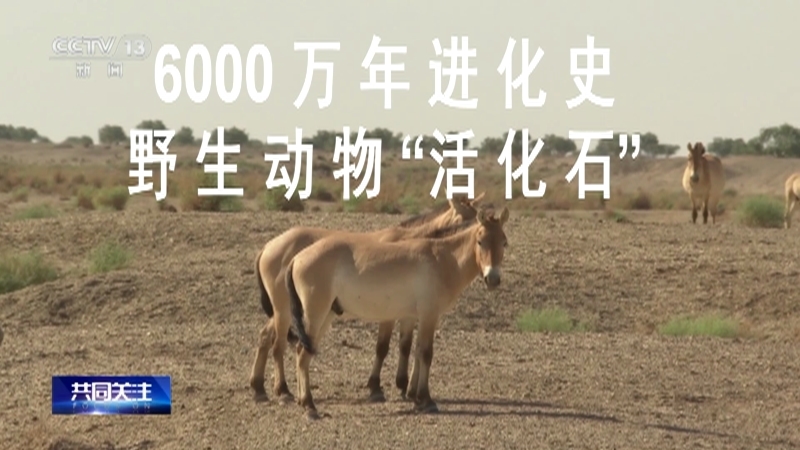 共同关注 《共同关注》 20230817