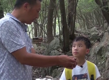 水蜂子之谜