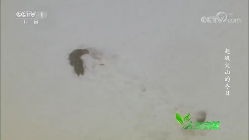 人与自然 《人与自然》 20190912 超级火山的冬日