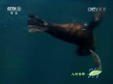 人与自然 《人与自然》 20160701 巨龟之岛——自然之力（上）