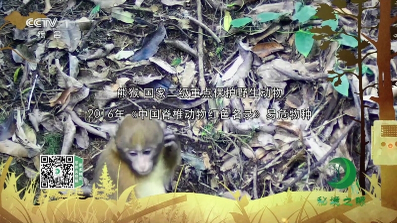 《秘境之眼》 熊猴 20210711