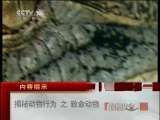 揭秘动物行为之致命动物 自然传奇20110328