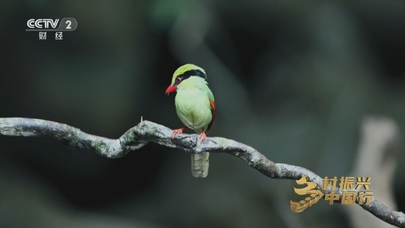 《乡村振兴中国行》第四季 20260116 八桂奇缘山水韵 香满林间富满村