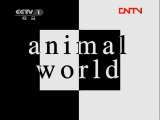 动物世界 《动物世界》 20111017