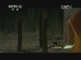 人与自然 《人与自然》 20140513 人物亲历 狮子领地上的导游