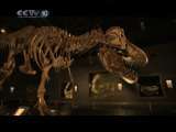恐龙灭绝之谜（三）
