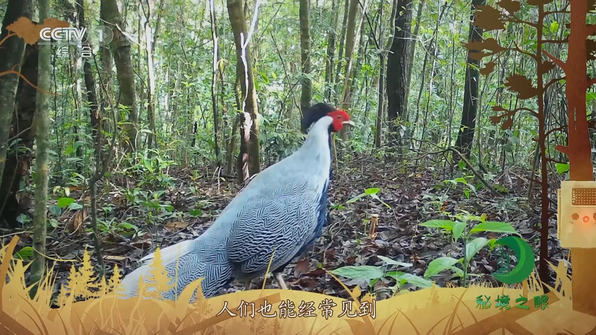 秘境之眼 《秘境之眼》 白鹇 20231213