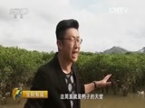 生财有道 《生财有道》 20151210 生态中国系列（边关行）：走进广西防城港