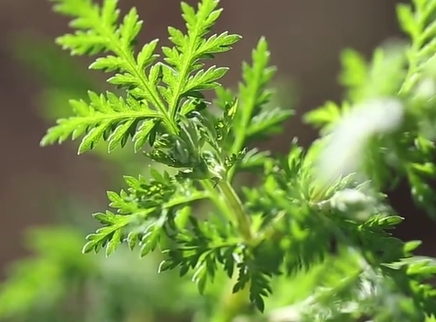 新闻大求真 仁术（一）：青蒿素 献给世界的礼物