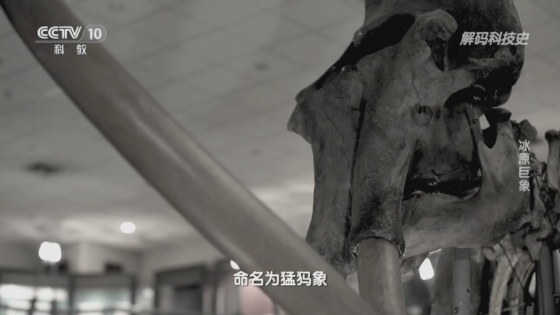 解码科技史 《解码科技史》 20240116 探秘史前巨兽——冰原巨象