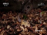 动物世界 《动物世界》 20180608 小动物·大英雄