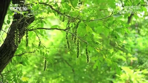 地理中国 《地理·中国》 20200604 山水寻奇·不一样的“花儿”