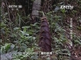 地理中国 《地理中国》 20130524 地球家园·“果然神兽”之谜