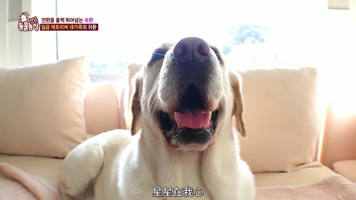 动物农场2020 金毛犬大家族
