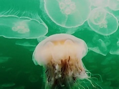 动物界的爱因斯坦（Animal Einstein） 动物界的爱因斯坦（Animal Einstein）第2集：交流之道