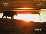动物世界 《动物世界》 20180714 走出包围圈