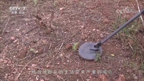军事纪实 《军事纪实》 20190521 扫雷英雄杜富国