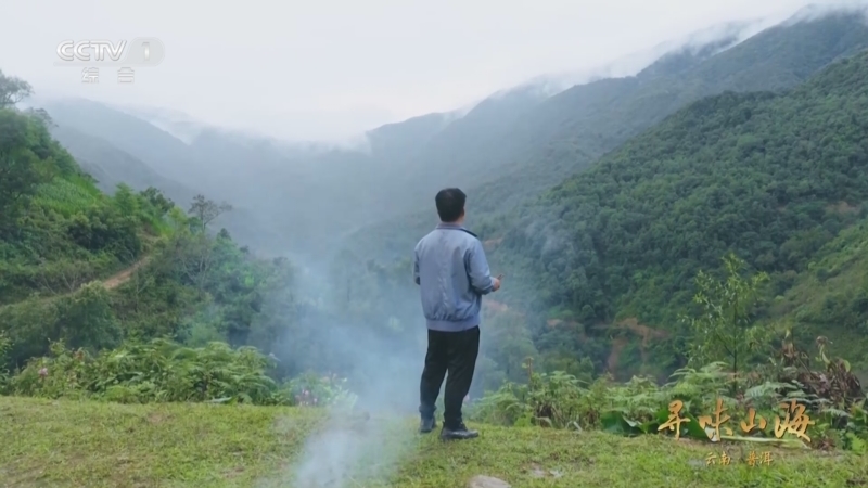 寻味山海 《寻味山海》 20251011 云南普洱