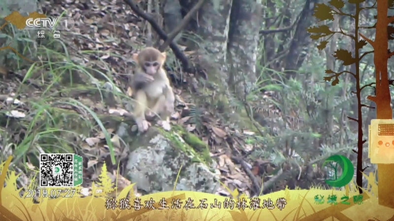 《秘境之眼》 猕猴 20210916