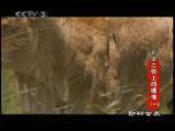 动物世界 动物世界 2010年 第70期