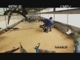 生财有道 《生财有道》 20141017 蓝孔雀飞出百万财