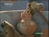 人与自然 《人与自然》 20121224 自然故事 猴神（上）