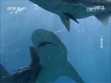 自然传奇 《自然传奇》 20170227 一探究竟