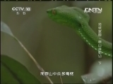 地理中国 《地理中国》 20130908 地球家园-莽山寻蛇记 下