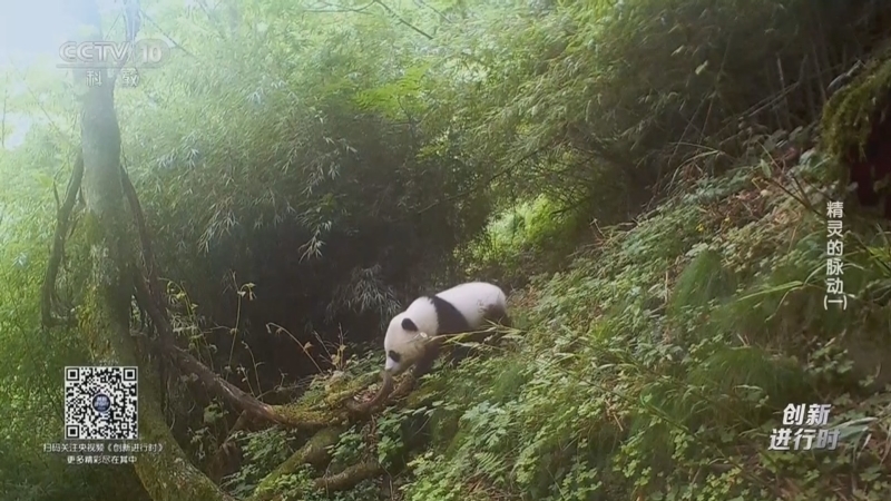 《创新进行时》 20260407 国际珍稀动物保护日·精灵的脉动（一）