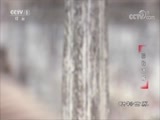 动物世界 《动物世界》 20171110 猕猴进城