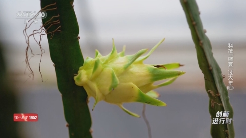 《创新进行时》 20260220 科技“盛宴”过大年（四）