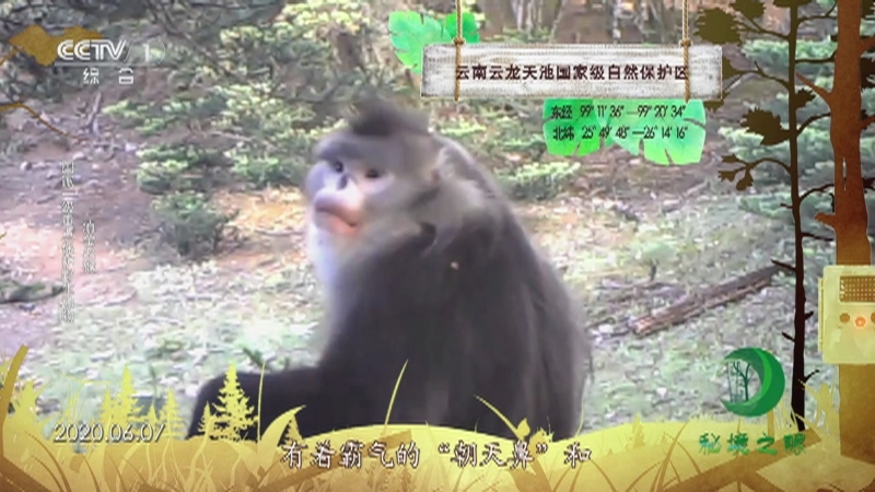 秘境之眼 《秘境之眼》 滇金丝猴/海南长臂猿/野骆驼/金钱豹 20230522