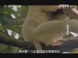自然传奇 《自然传奇》 20140701 狐猴探秘