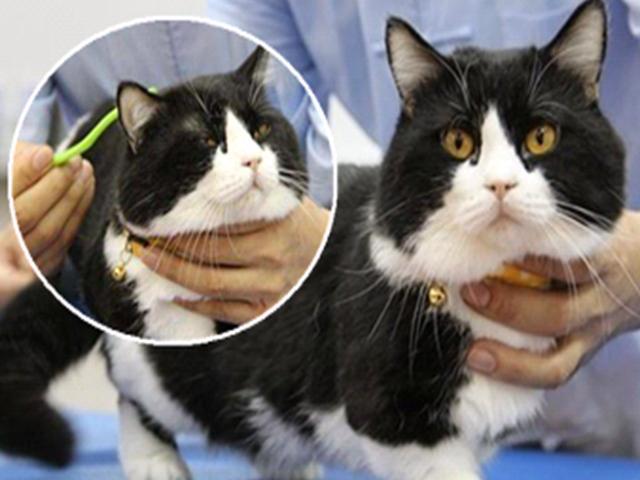 囧人囧事 铲屎君调戏猫咪反遭暴打