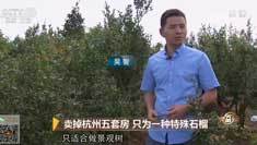 致富经 [致富经]卖掉杭州五套房 只为一种特殊石榴 20181101