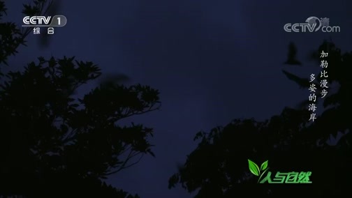 人与自然 《人与自然》 20191127 加勒比漫步——多姿的海岸