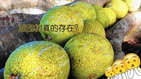 聊斋怪谈 面包树真的存在这个地方的面包树1棵