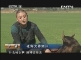 生财有道 《生财有道》 20131009 情迷杜宾