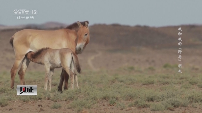 《见证》 20260216 我和我的“野马”朋友