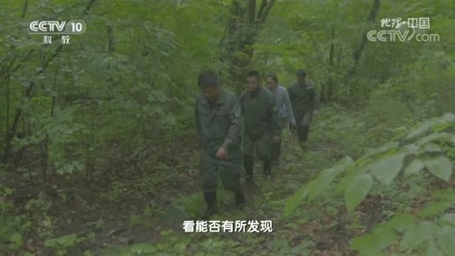 地理中国 《地理·中国》 20200225 探秘自然保护区·密林虎踪 下