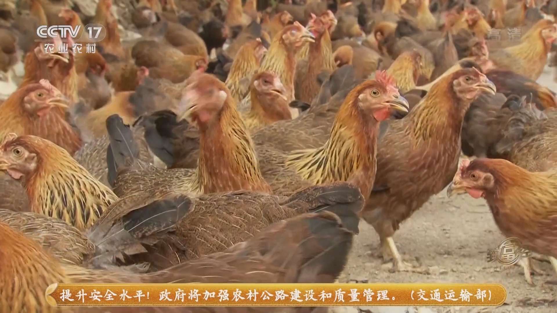 《致富经》 20211101 飞鸡飞出幸福财