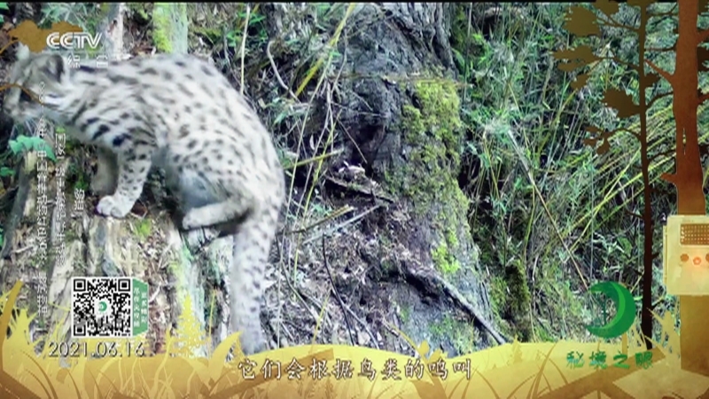 秘境之眼 《秘境之眼》 中华斑羚/豹猫/猪獾 20220615