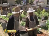 生财有道 《生财有道》 20170502 咱们家乡春天美——花海罗平春之财