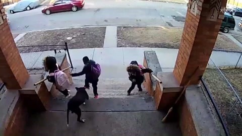 网罗天下 少年击退扑咬堂弟恶狗