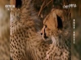 自然传奇 《自然传奇》 20170429 探秘自然·荒野生存记